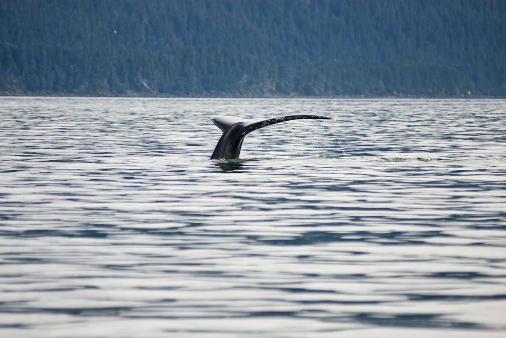 Meet the Whales with Harv and Marv’s Outback Alaska