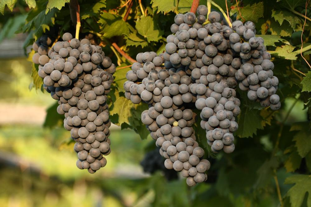 Sip and Savor Local Wines Along the Verde Valley Wine Trail