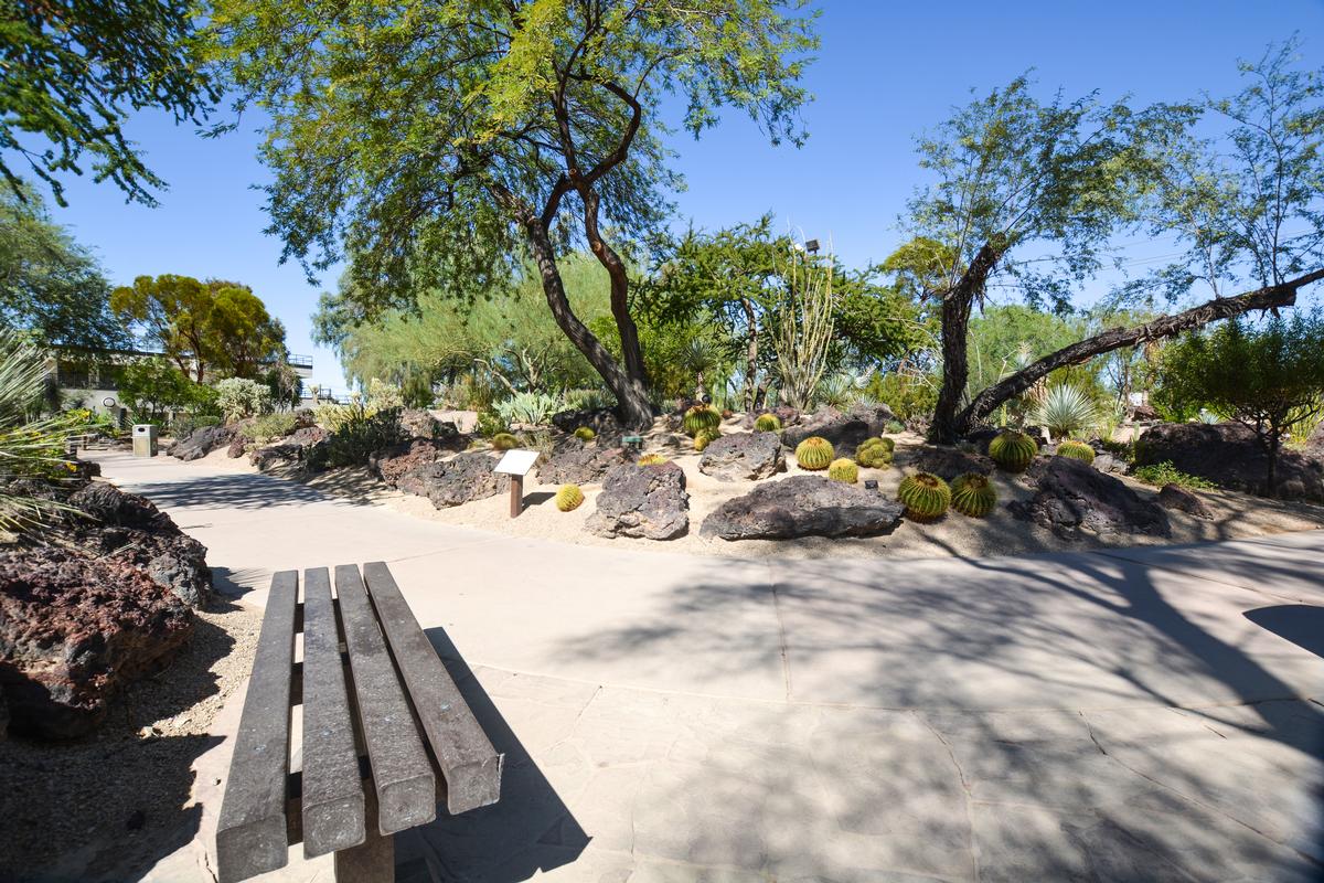 Bench in Cactus Garden, Henderson
