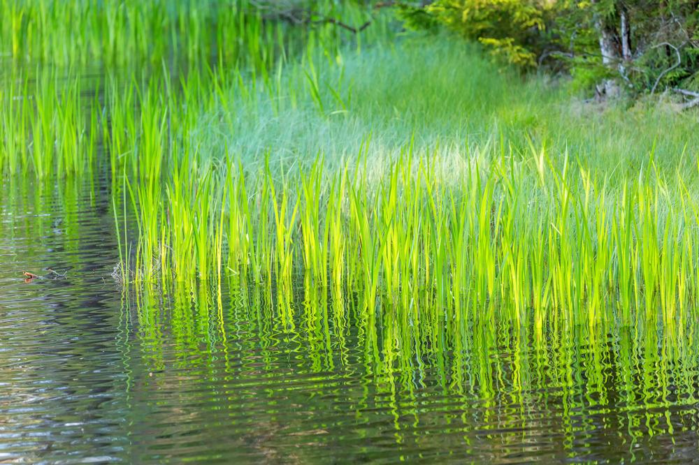 Connect with Kansas Wildlife and Walking Trails at the Great Plains Nature Center