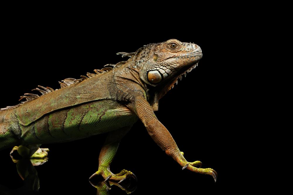 Meet Exotic Animals and Enjoy Family Fun at the Knoxville Zoo