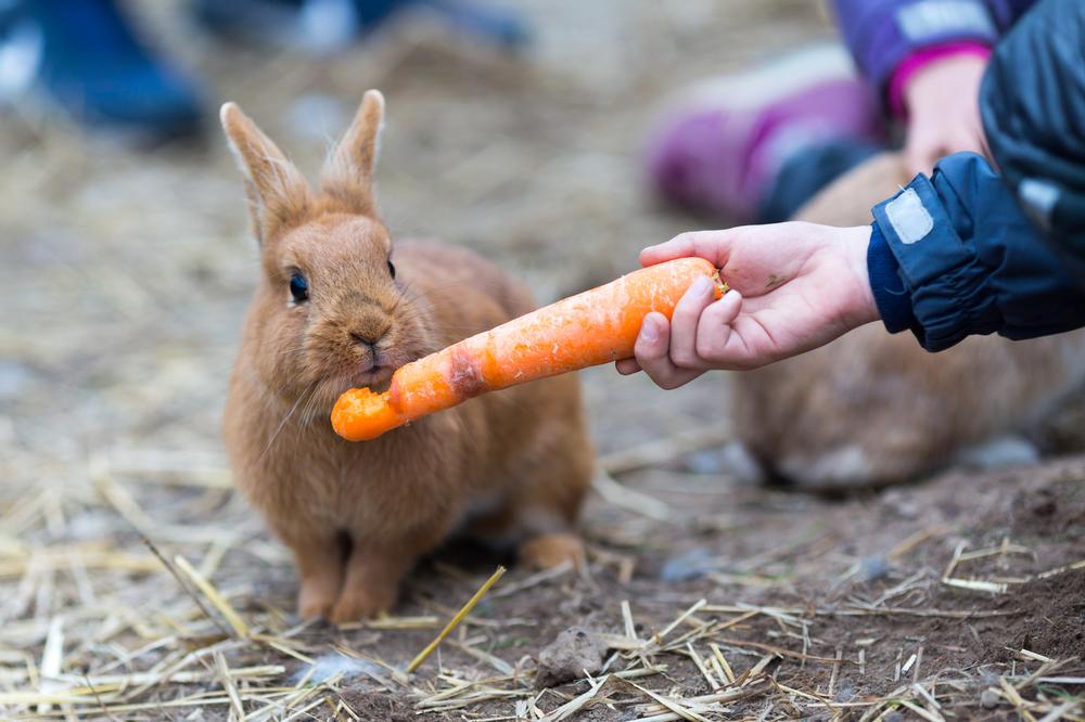Meet Farm Animals and Learn at Fritz Park Petting Farm