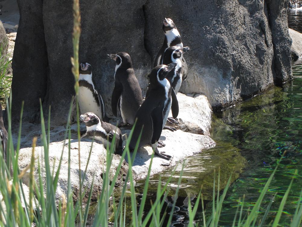 See Wildlife and Wonders at Calgary Zoo, Botanical Garden & Prehistoric Park