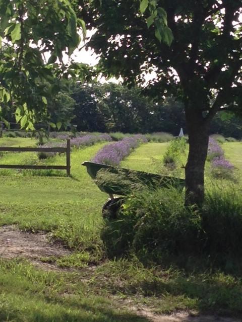 Breathe Deep and Wander the Fields at Washington Creek Lavender