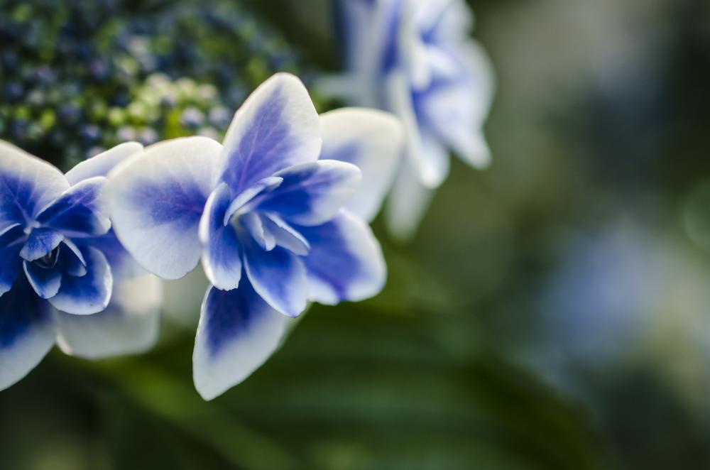 Discover Native Plants at the College of the Atlantic Gardens