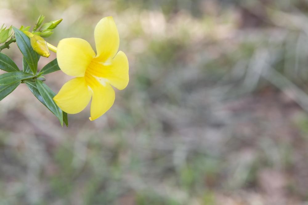 If You Love Nature Walks, Stroll Through the Finch Arboretum