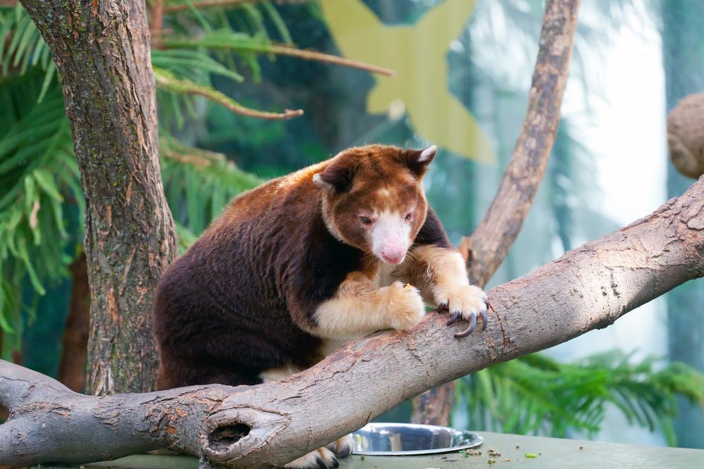 Meet Wildlife From Around the World at Melbourne Zoo