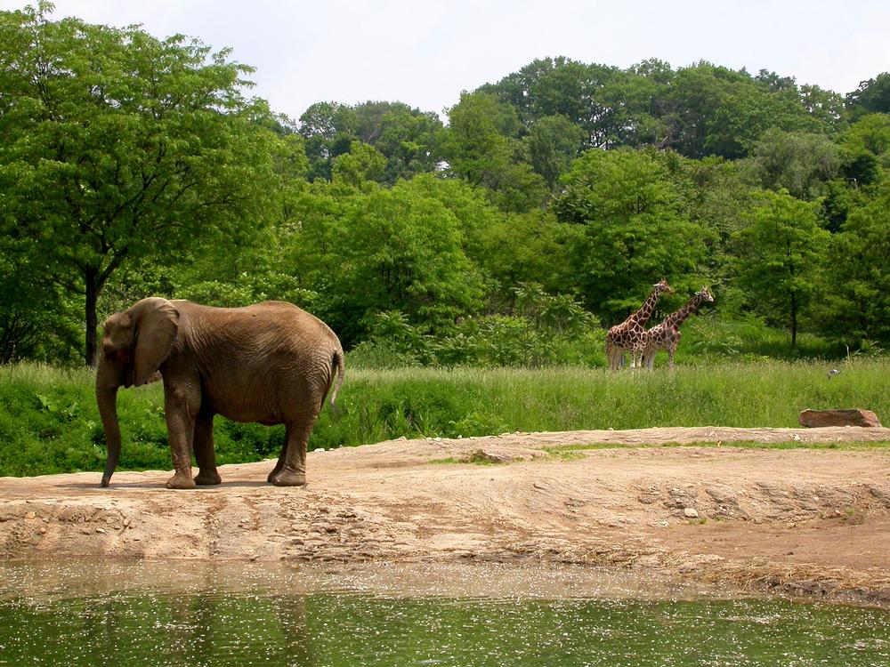 Roar and Explore at the Pittsburgh Zoo & PPG Aquarium