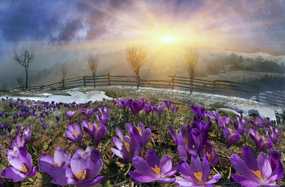 Stroll Through Seasonal Blooms at Yampa River Botanic Park