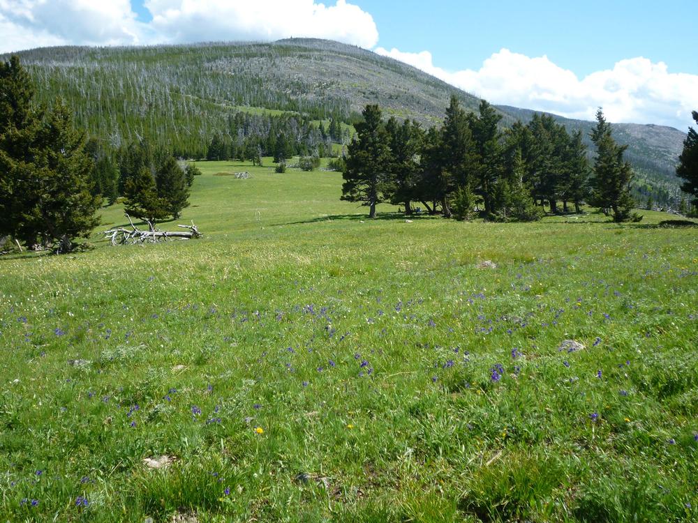 Have a picnic and enjoy relaxing sights on a quiet summer day.
