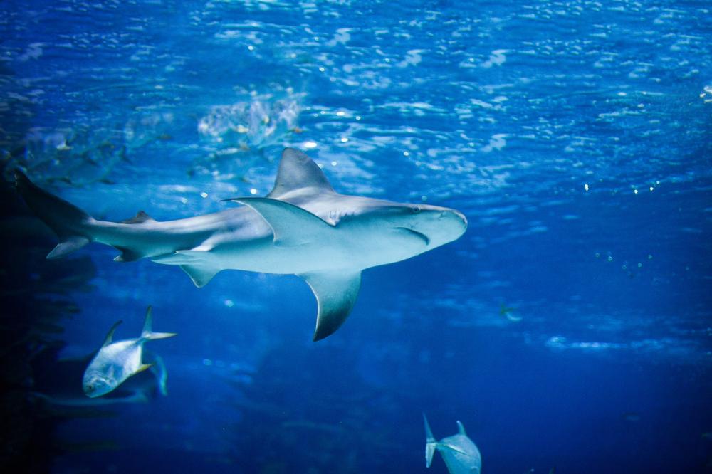 SEA LIFE Aquarium | Tempe, Arizona