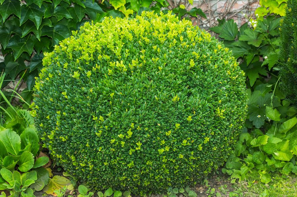 Step Into a Living Sculpture Garden at Topiary Park