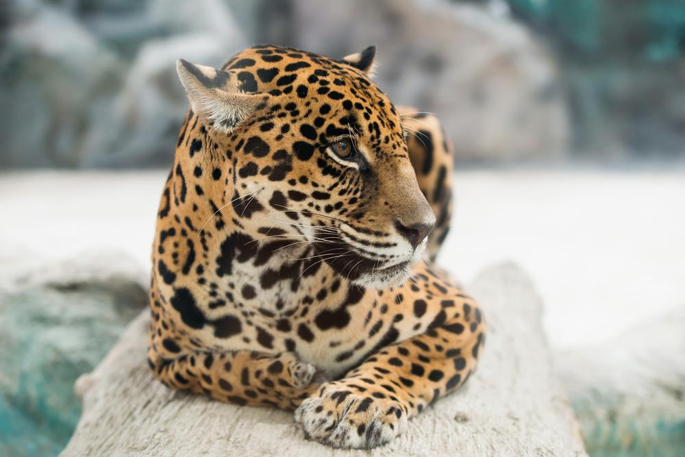 Support Wildlife Rescue at the Southwest Wildlife Conservation Center