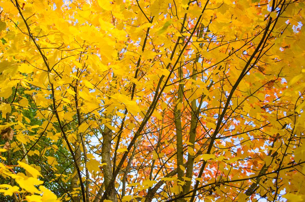 Wander Among Trees at the Lake Erie Arboretum at Frontier