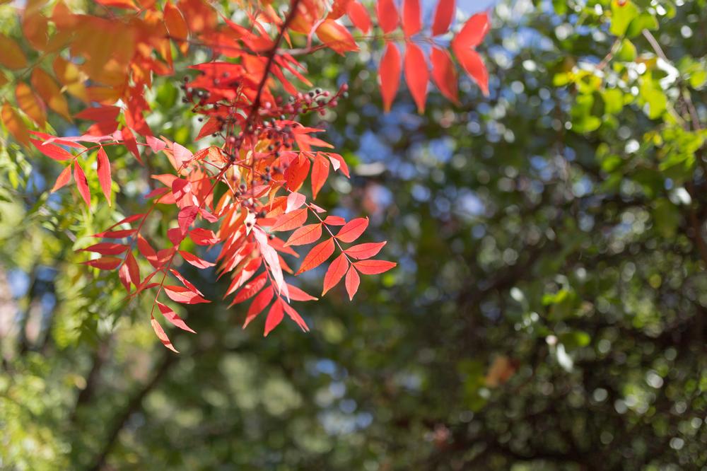 Wander Through Lush Gardens and Rare Blooms at JC Raulston Arboretum