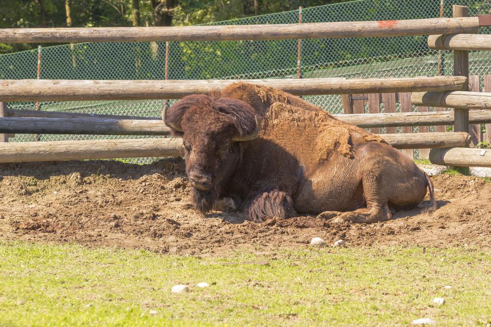 Drive the safari route and see wild animals with the kids.