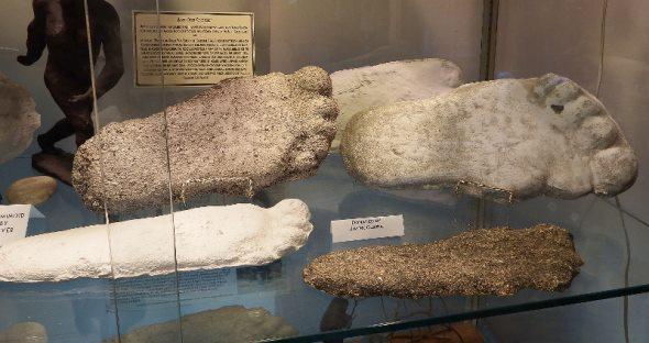 Explore Myths, Legends, and Mysterious Creatures at the Cryptozoology Museum