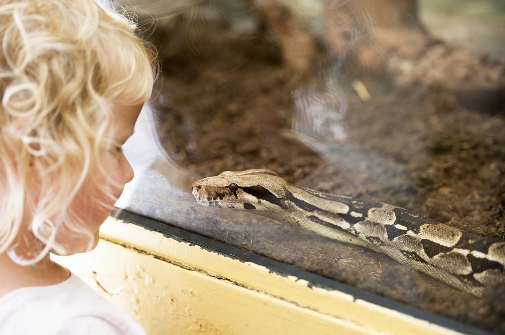 Meet Exotic Creatures and Slither Through Wildlife Exhibits at Animal World and Snake Farm Zoo