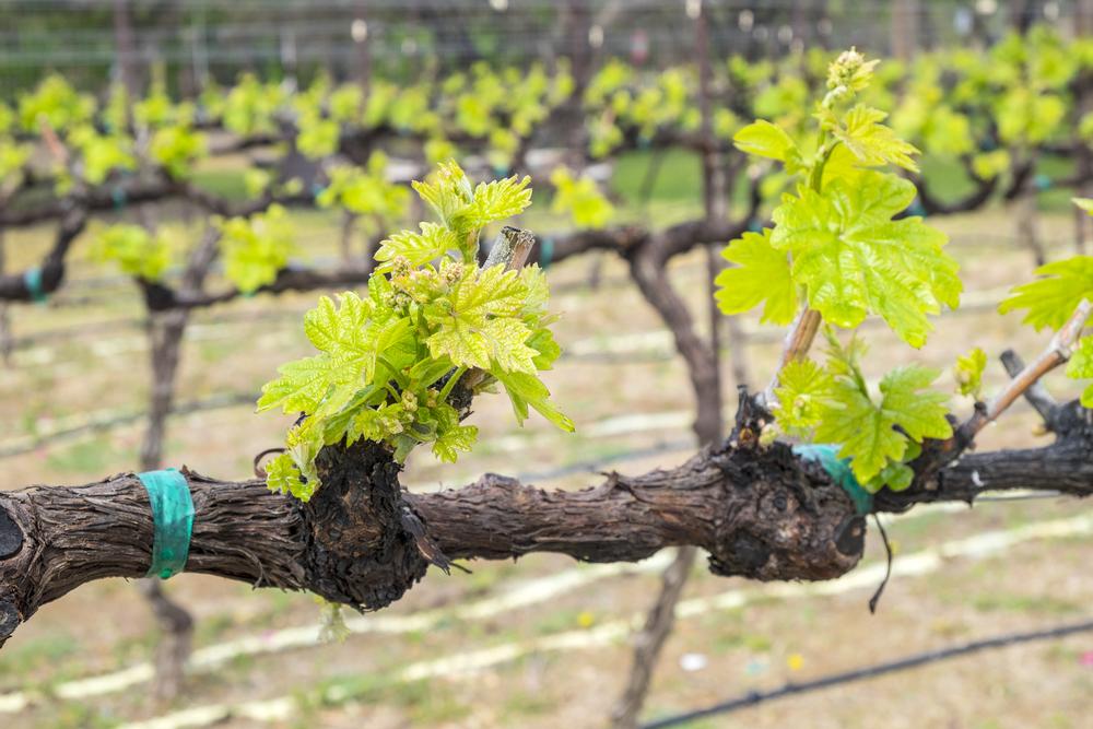 Relax and Explore Vineyards with Wine Tours of Sedona