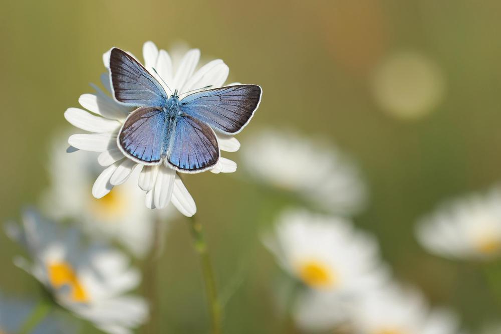 Wander Through The Butterfly Palace & Rainforest Adventure
