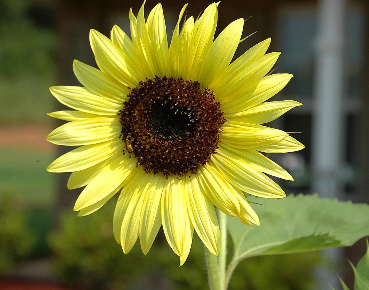 Visit glasshouses and explore themed gardens in this easy, affordable day outing.