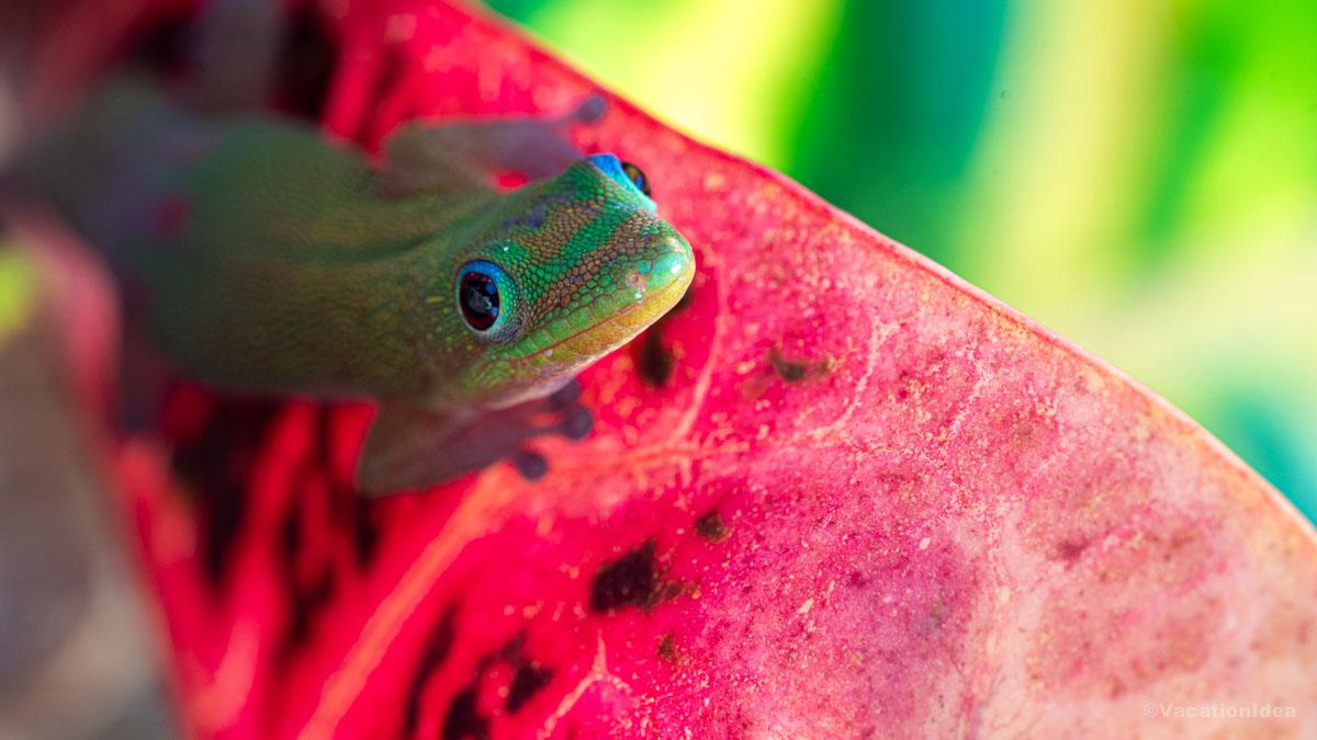 I snapped this photo of a gecko in the garden.