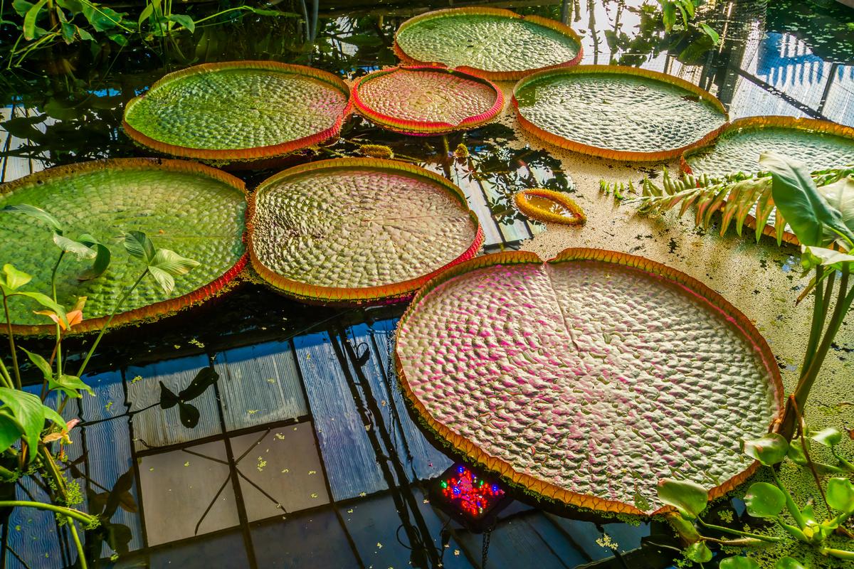 Tropical water lilly plant with huge leaves