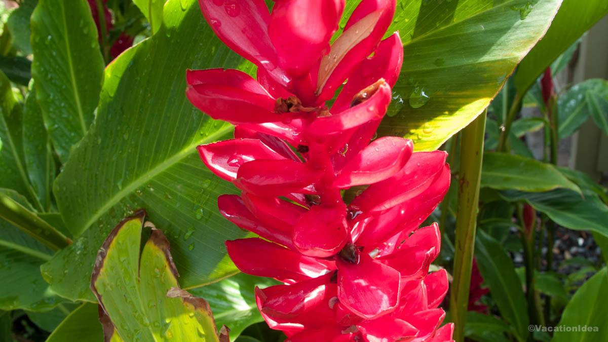 My photo of wild Hawaiian ginger plant at the botanical garden. I loved it's bright red colors.