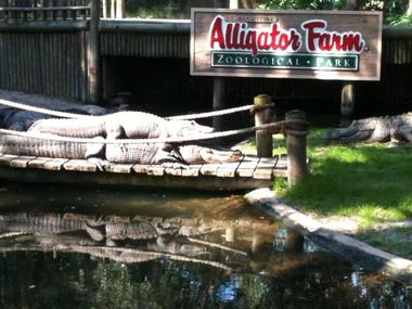 Exhibits, Rides & Attractions