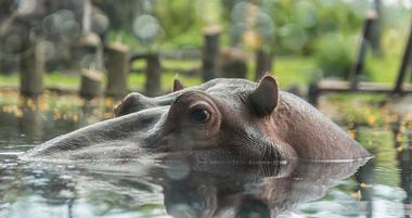 Busch Gardens Tampa Bay