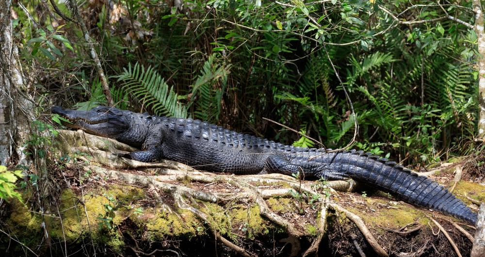 Corkscrew Swamp Sanctuary