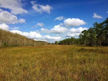 Guided Walks