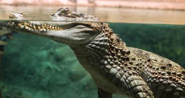 St. Augustine Alligator Farm