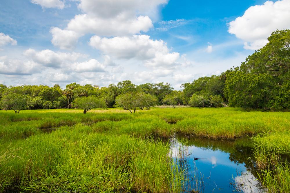 Myakka River State Park - a 30-minute drive from Sarasota