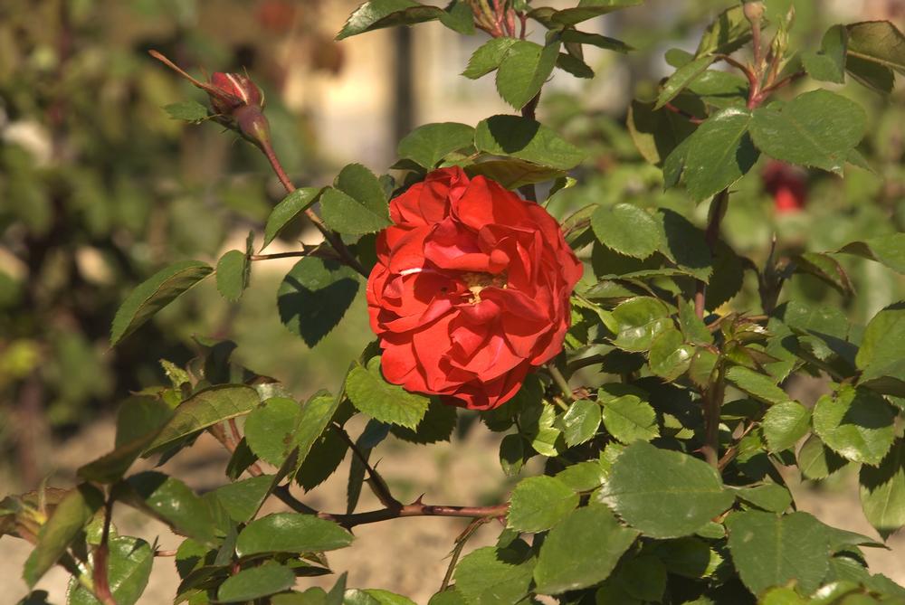 Wander Through Tropical Blooms at the Botanical Gardens at Sanibel Moorings