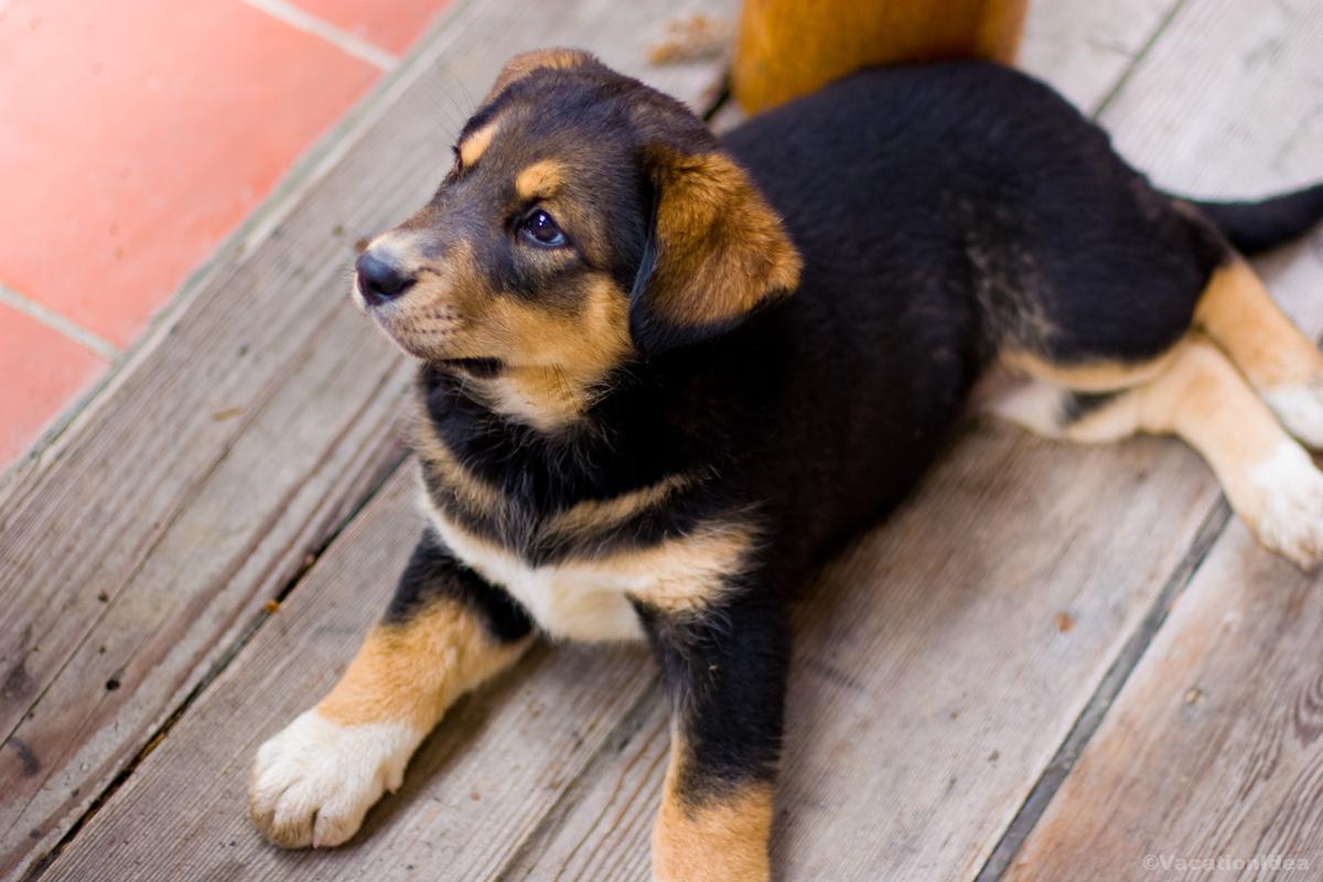 My photo of a puppy near Tampa Rivewalk