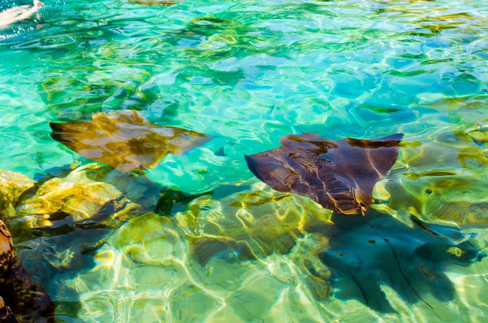 Swim with dolphins and relax in tropical lagoons on an unforgettable family trip.