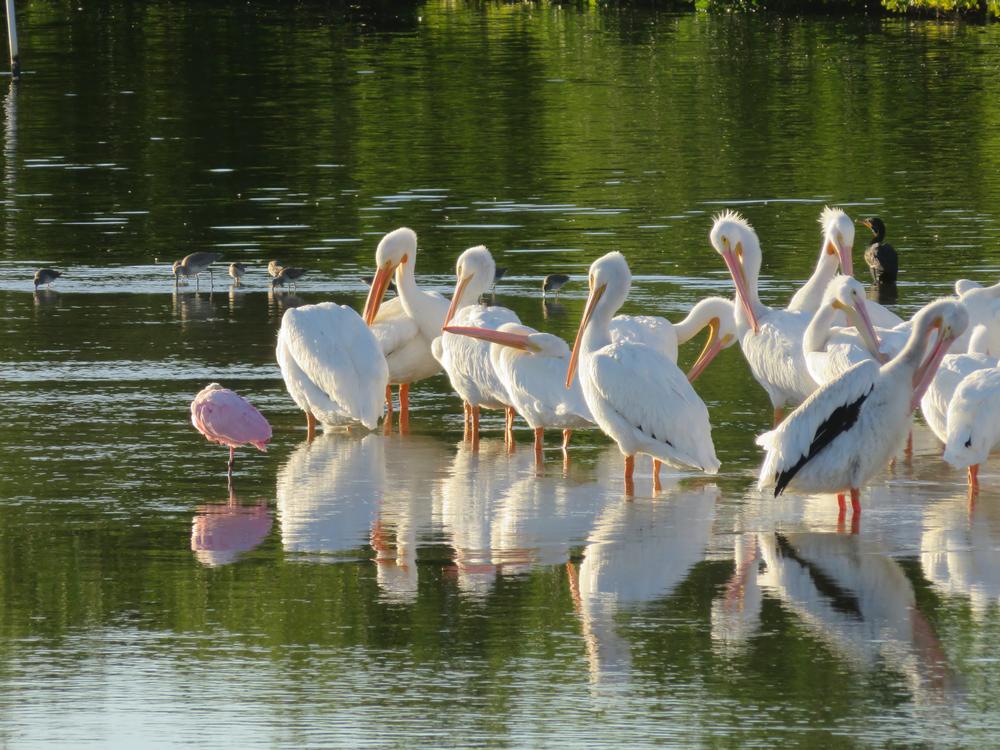 Spot Birds and Explore Wetlands at J.N. Ding Darling National Wildlife Refuge