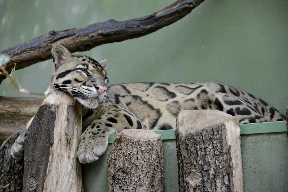 Explore up-close encounters with exotic and endangered animals.