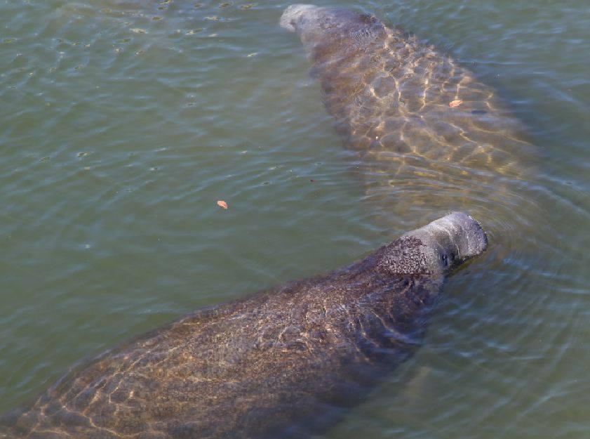 Tampa Electric Manatee Viewing Center