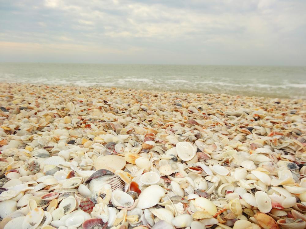 Swim, Sunbathe, or Shell Hunt on the Beautiful Shores of Bowman's Beach