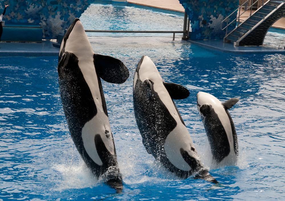See marine shows and enjoy exciting rides on an educational, affordable outing.