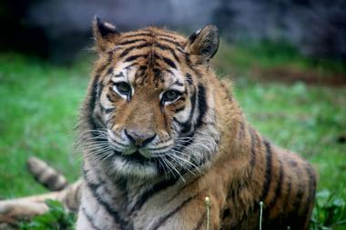 Big Cat Habitat and Gulf Coast Sanctuary