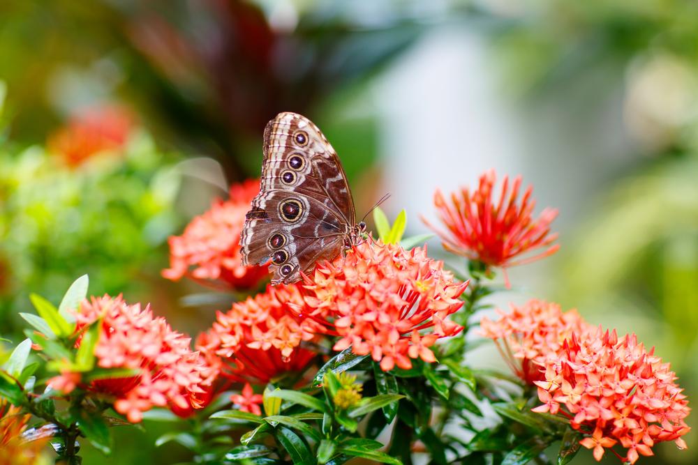 Visit the Key West Butterfly and Nature Conservatory