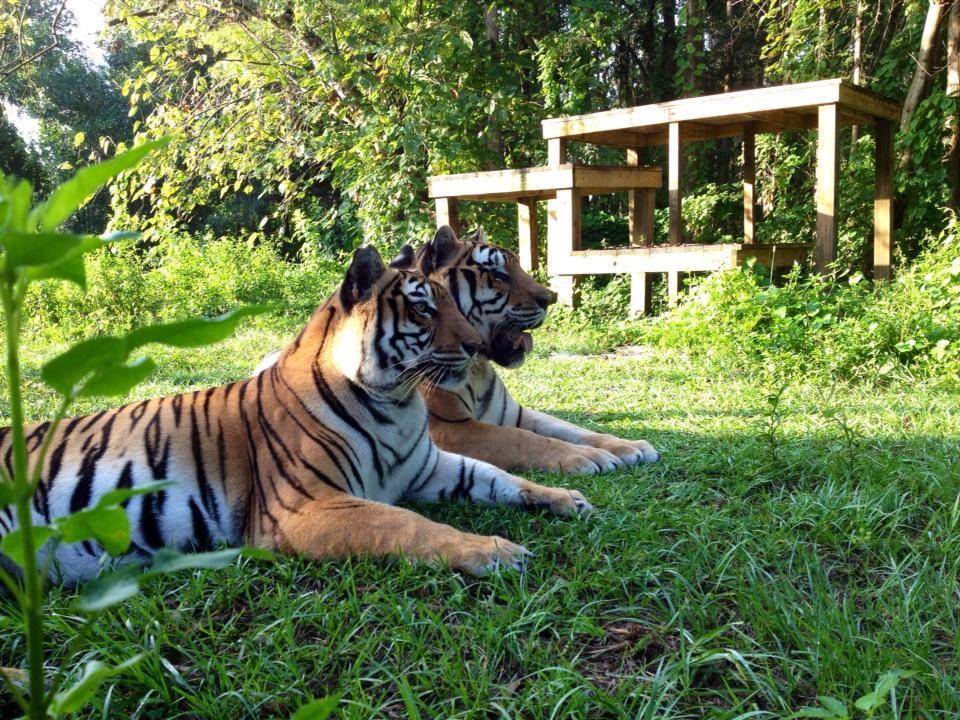 Meet Rescued Wildcats at Big Cat Rescue