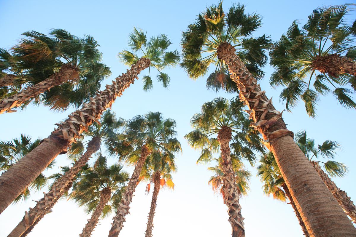 Palm trees on the beach