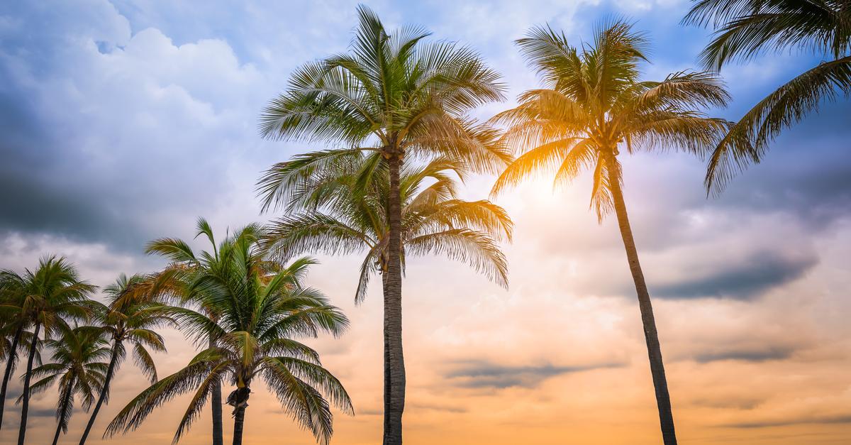 Palm trees at sunset on the beach