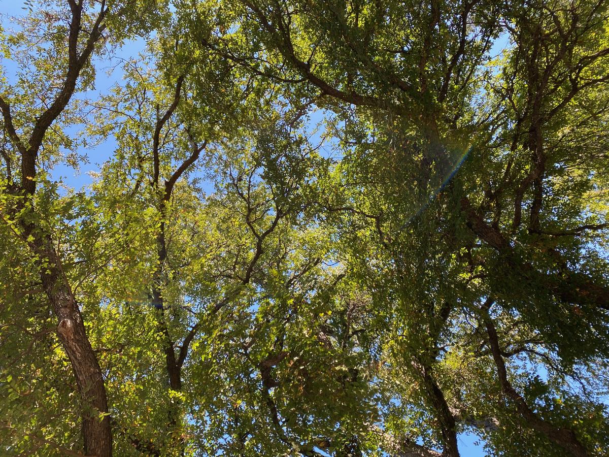 My photo of beautiful trees in the park