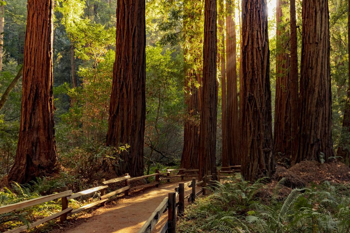 See towering redwoods, walk along shaded trails, and discover a peaceful forest escape.