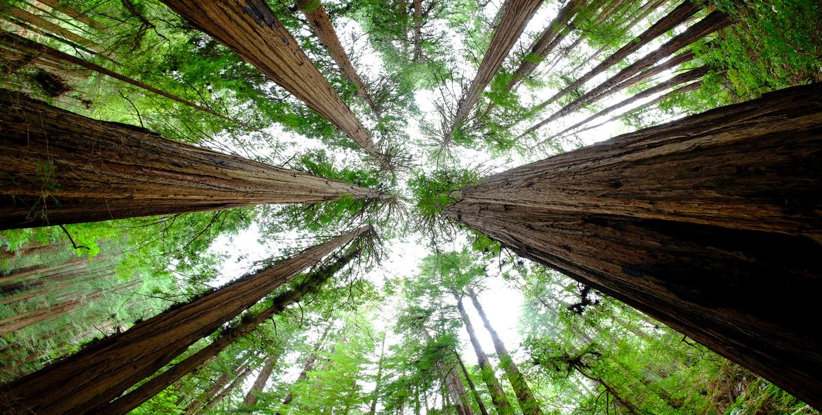 Looking up into the redwood trees